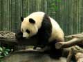 Hra Panda Puzzle
