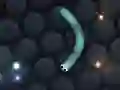 Hra Slither.io