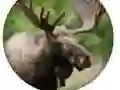 Hra Kvíz o Zvířatech Hra Kvíz o Zvířatech