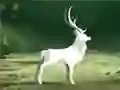 Hra Očisti Poslední Les Hra Očisti Poslední Les