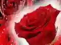 Hra Červené růže Hra Červené růže