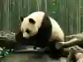 Hra Panda Puzzle