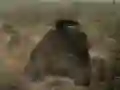 Hra Bitva Tanků Hra Bitva Tanků