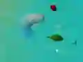 Hra ŠťastníŽraloci.io Hra ŠťastníŽraloci.io