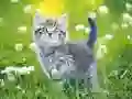 Hra Hádanka s koťaty