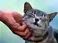 Hra Šimrání Kočka Hra Šimrání Kočka