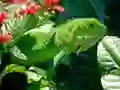 Hra Divoká Iguana