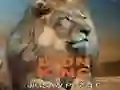 Hra Puzzle Král lvů