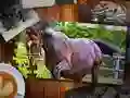 Hra Puzzle s Koňmi Edice Hra Puzzle s Koňmi Edice