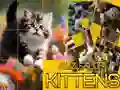 Hra Hádanka Klouzající Kočky
