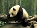 Hra Panda Puzzle