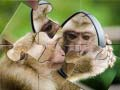 Hra Příšerka Šimpanz