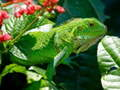 Hra Divoká Iguana